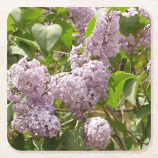 Lilac Bush Beautiful Purple Spring Flowers Square Paper Coaster