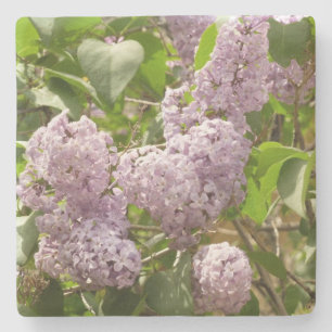 Lilac Bush Beautiful Purple Spring Flowers Stone Coaster