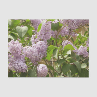 Lilac Bush Beautiful Purple Spring Flowers Tissue Paper