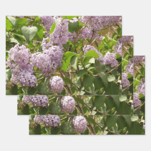 Lilac Bush Beautiful Purple Spring Flowers Wrapping Paper Sheet