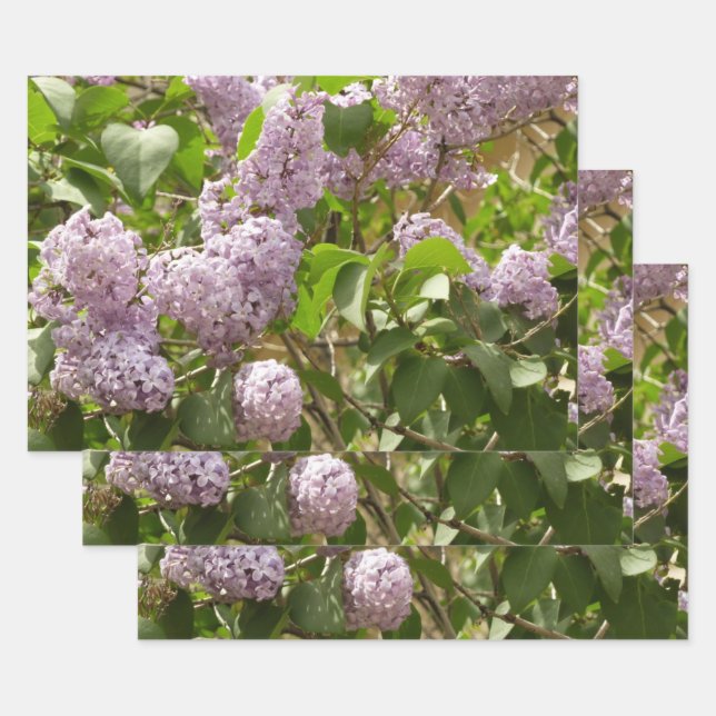 Lilac Bush Beautiful Purple Spring Flowers Wrapping Paper Sheet (Set)