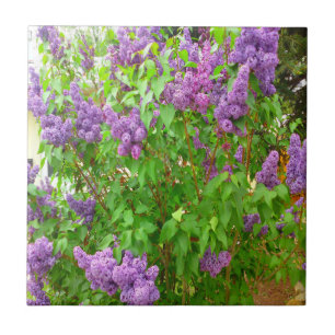 Lilac Bush Tile