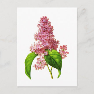 Lilac by Pierre Joseph Redoute Postcard