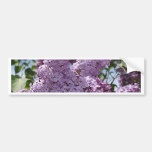 Lilac cluster bumper sticker