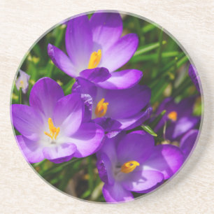 Lilac Crocuses Coaster
