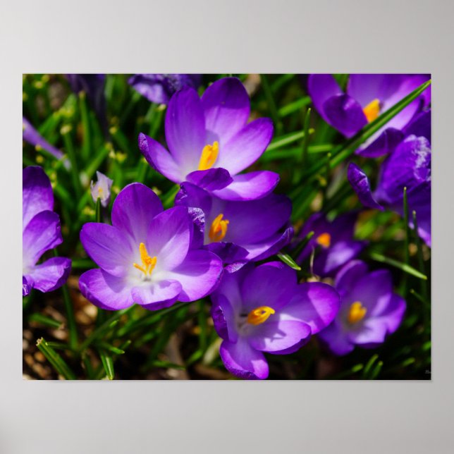 Lilac Crocuses Poster (Front)