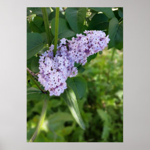 lilac curtain poster