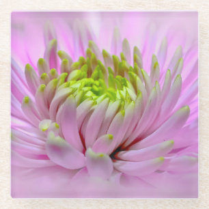 Lilac Dahlia - Glass Coaster
