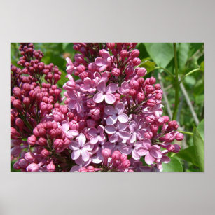 Lilac Festival Poster