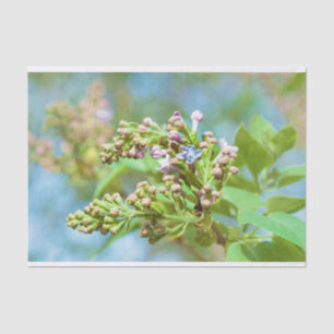 Lilac Flower - Primus Inter Pares Tissue Paper