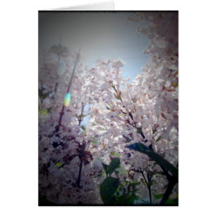 Lilac Flowers