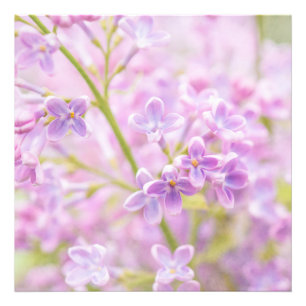 Lilac Flowers Mist Photo Print