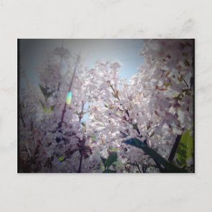 Lilac Flowers Postcard