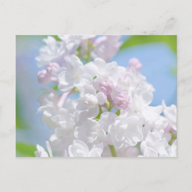 Lilac Flowers Postcard (Front)