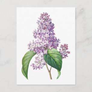 Lilac flowers Redouté Botanical Illustration Postcard