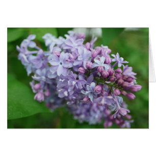 Lilac Love
