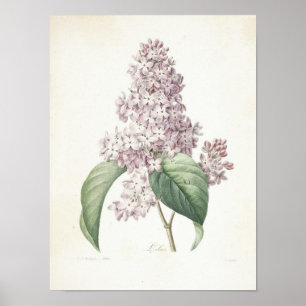 Lilac or Lilas Poster