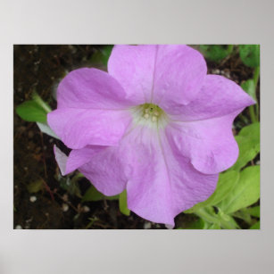 Lilac Petunia Flower Poster