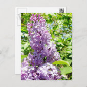 Lilac postcard (Front/Back)