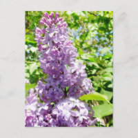 Lilac postcard