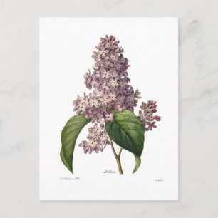 Lilac Postcard