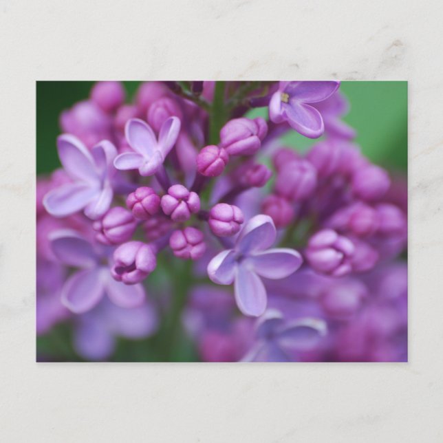 Lilac Postcard (Front)