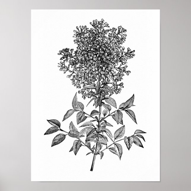 Lilac Poster (Front)