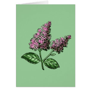 Lilac Purple Flowers