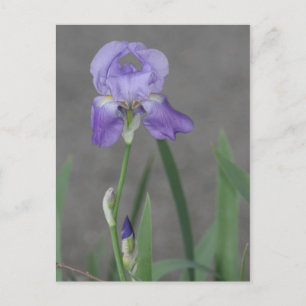 Lilac Purple Iris Blooming in Garden Box Postcard