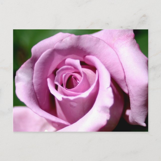 Lilac rose postcard (Front)