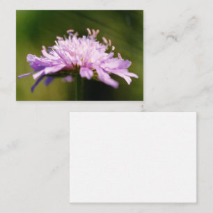 Lilac Scabious (Knautia arvensis) Flower Enclosure Card