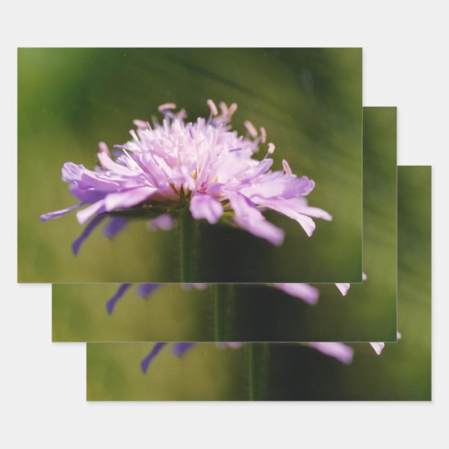 Lilac Scabious (Knautia arvensis) Flower Wrapping Paper Sheet (Set)