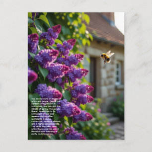 Lilac Symbolism Postcard