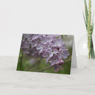 Lilac (Syringa spp.) Card