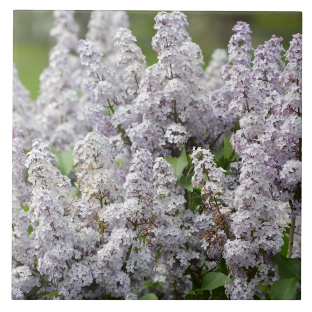 Lilac Tile (Front)