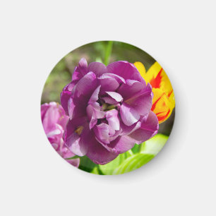Lilac tulips on a sunny day magnet