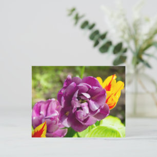Lilac tulips on a sunny day   postcard