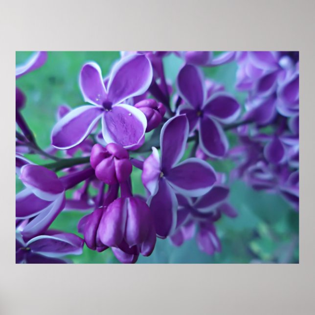 Lilac variety of colours  poster (Front)