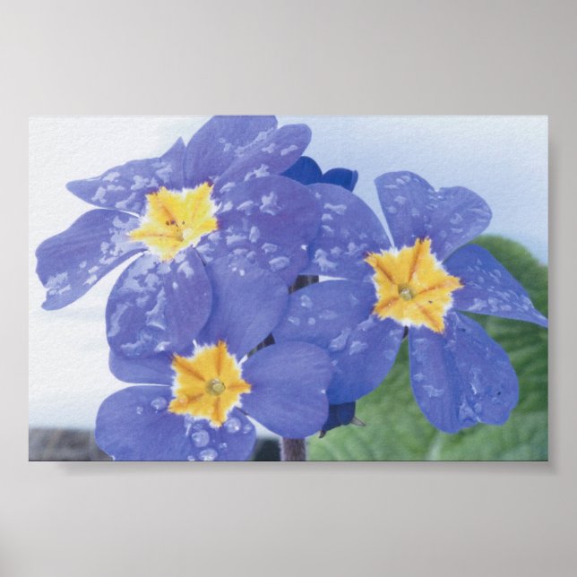 Lilac Winter Flowering Pansy Poster (Front)