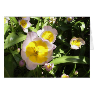 Lilac Wonder Tulip