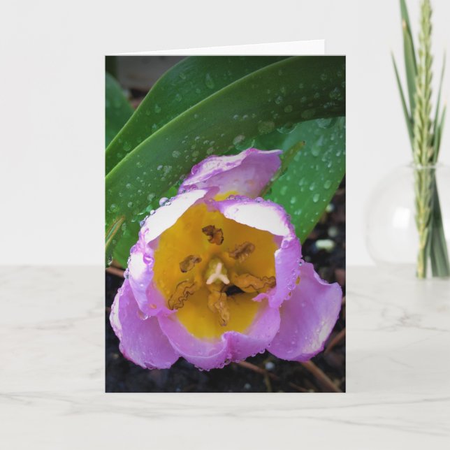 Lilac Wonder Tulip, card (Front)