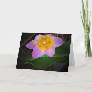 Lilac Wonder Tulip, card