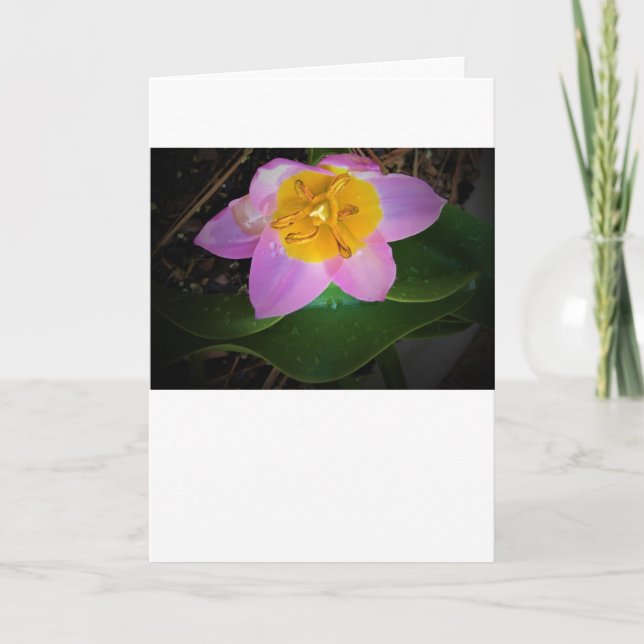 Lilac Wonder Tulip, card (Front)