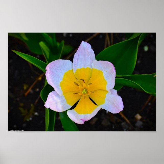 Lilac Wonder Tulip, Poster (Front)