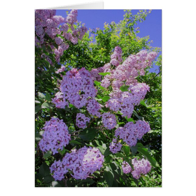 Lilacs (Front)