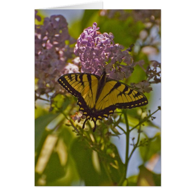 Lilacs and Butterfly (Front)