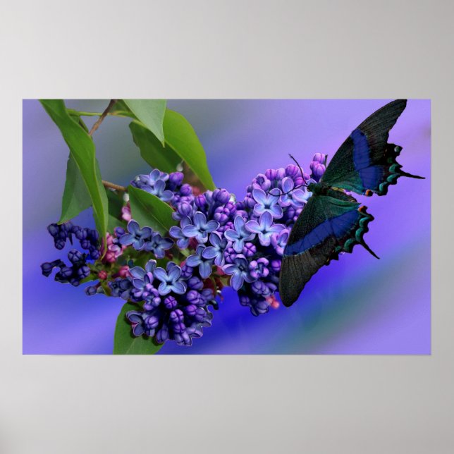 Lilacs & Butterfly Poster (Front)