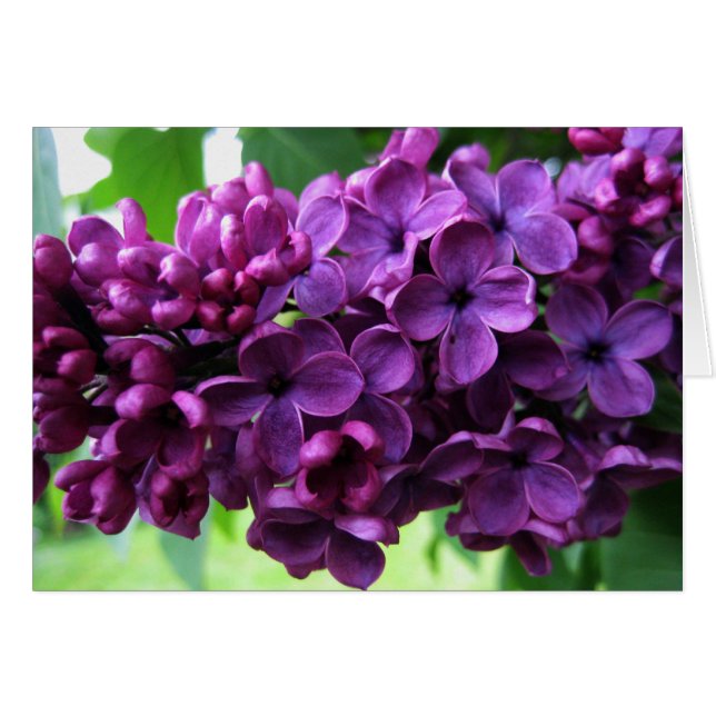 Lilacs Card (Front Horizontal)