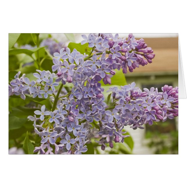 Lilacs Card (Front Horizontal)