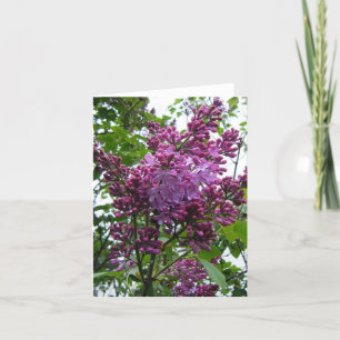 Lilacs chez moi card